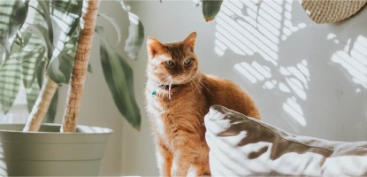 How to choose a cat scratcher?